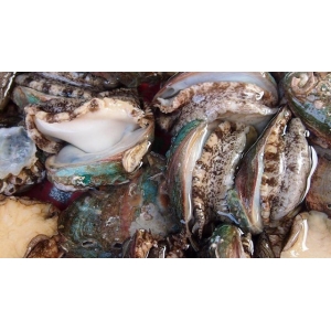 它比魚還鮮比肉要貴，一斤要價二十塊，大多人不認(rèn)識，多吃身體好